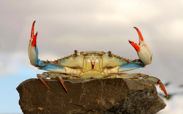 Blue claw crab.