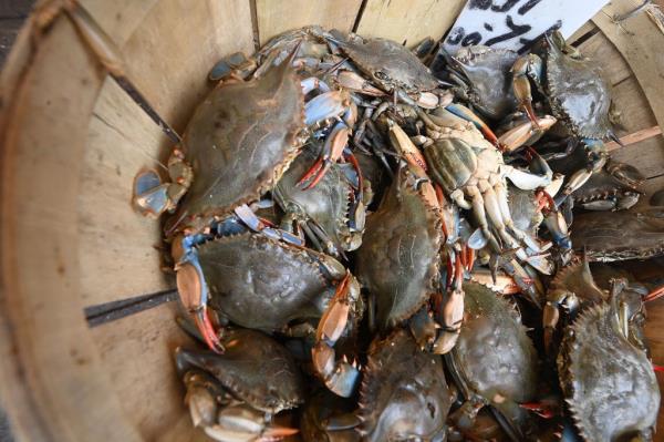 Blue claw crabs are a hot commodity