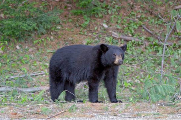 A black bear.