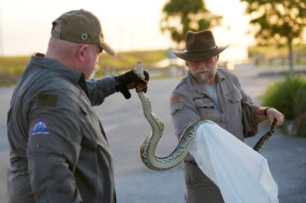 Co<em></em>ntractors with the Florida Fish and Wildlife Co<em></em>nservation Commission holding a Burmese python they caught earlier on Aug. 13, 2024.