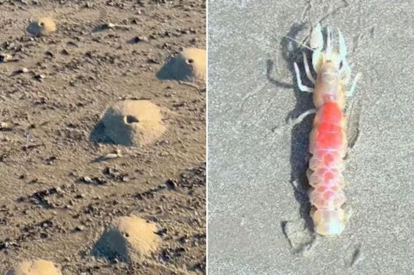 Staff at Quintana Beach County Park said the mini volcanoes were created by ghost shrimp. 