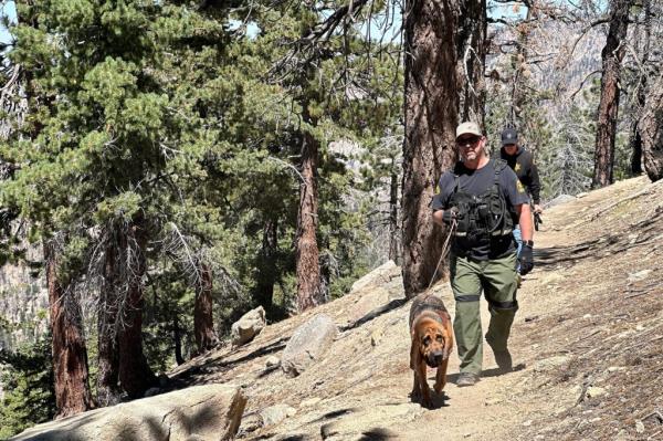 K9 search dog
