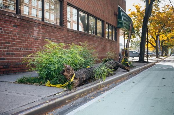 A fallen tree on a Greenpoint, Brooklyn sidewalk. 