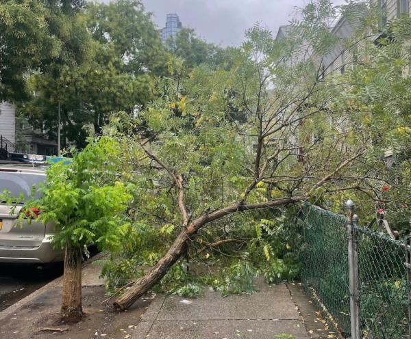 A tree that has been chopped in half on a Greenpoint, Brooklyn sidewalk.