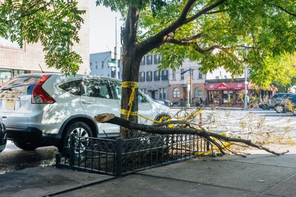 A tree with cut down branch and police tape in Greenpoint, Brooklyn. 