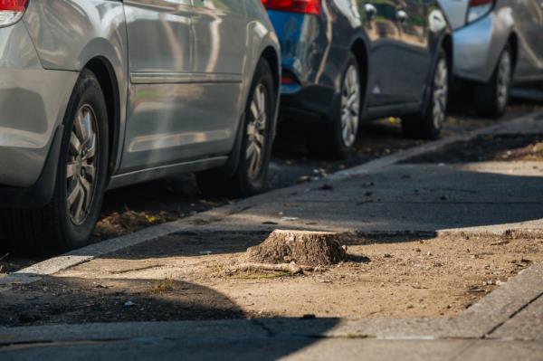 Tree stump on the sidewalk with cars in view. 