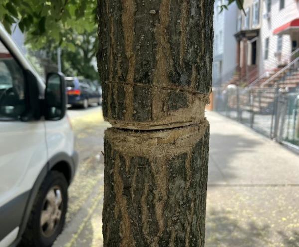 A magnolia tree sapling that has been broken. 