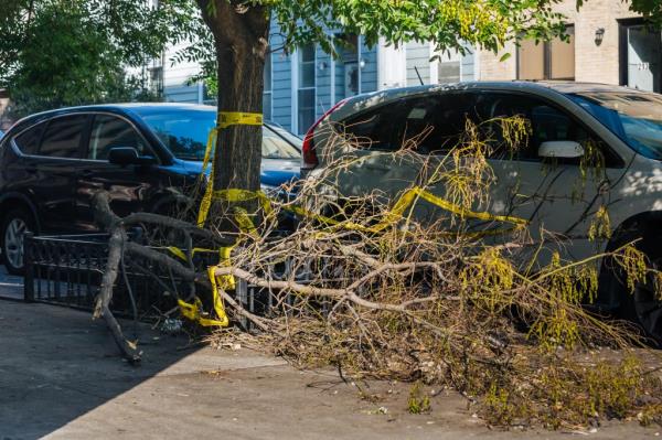 A tree that has been injured, with police tape, on a Brooklyn sidewalk.