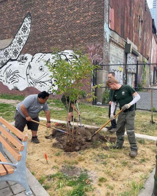 greenpoint tree killer