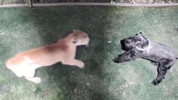 Owners Nicole and her husband, Steve, began to scream to try to scare the mountain lion away from their 93-pound dog.</p>

<p>　　