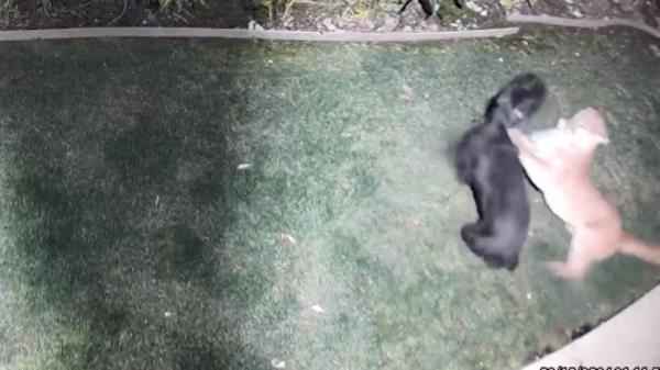 After the incident, the dog was taken to a veterinarian and treated for puncture wounds, scratches, and an injury that required stitches but her family says she is recovering well. 