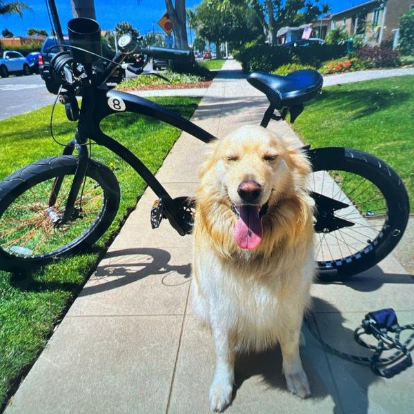 The bike was returned to its owner and happy dog. 