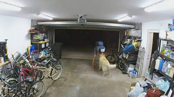 The suspect was seen showering the dog with love during the crime.