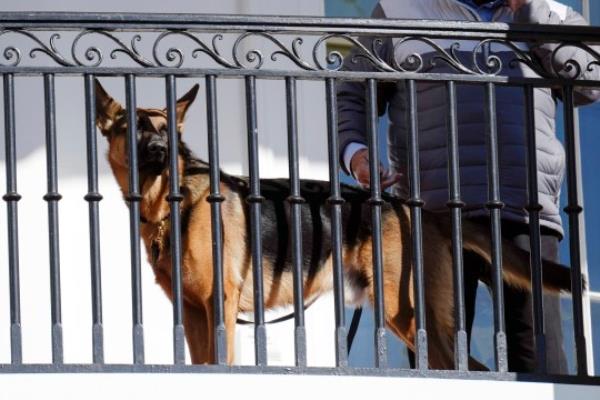 President Joe Biden's dog Commander has undergone additio<em></em>nal training and leashing protocols