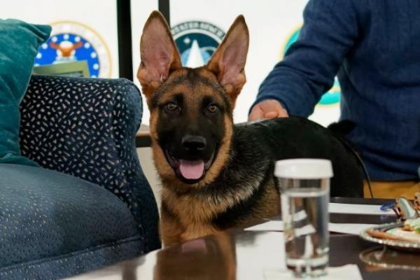 Commander is two years old and was taken in by the Bidens in December 2021