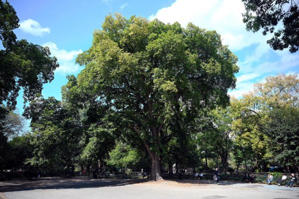 An American Elm at Tompkins Square Park in Manhattan's East Village.