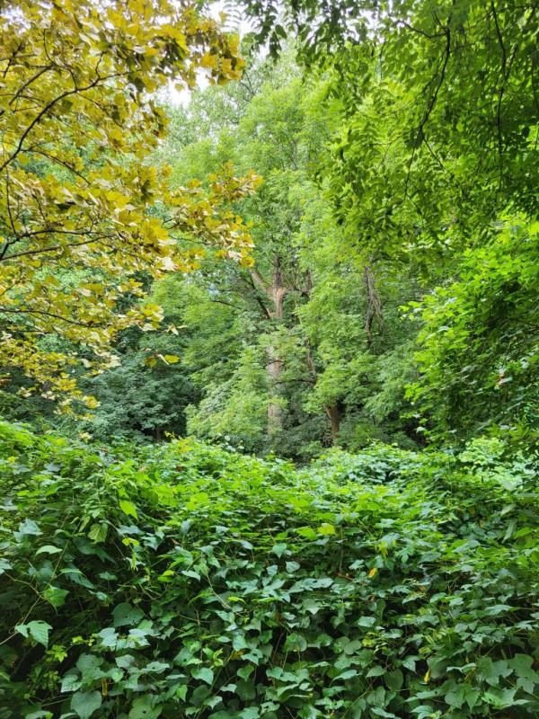 The Tulip Tree at Alley Pond Park in Queens is a new entry on NYC Parks' 