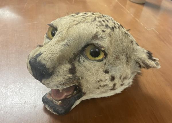 cougar head