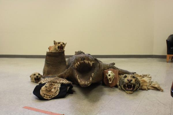 exotic animal parts