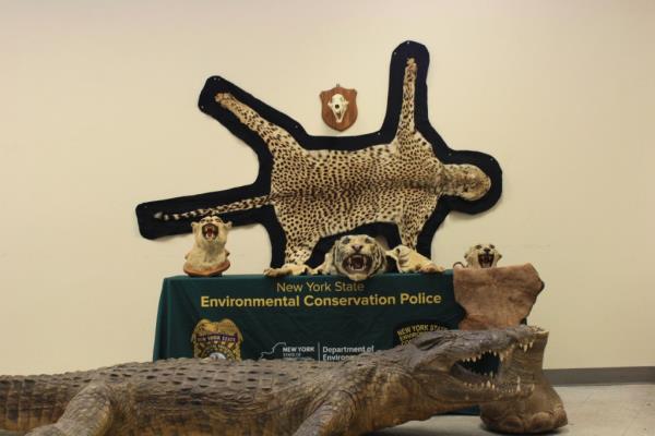 exotic animal parts