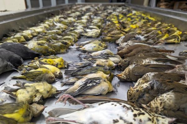 Avian experts collected 964 dead birds across 33 species, mostly warblers, along with an estimated 80 stunned live ones, according to the Natio<em></em>nal Audubon Society, a bird activist organization. 
