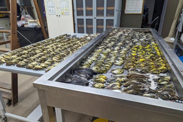 As many as 988 million birds are killed each year in window strikes across the US, according to a 2014 study by the Smithso<em></em>nian Co<em></em>nservation Biology Institute and the federal Fish and Wildlife Service.