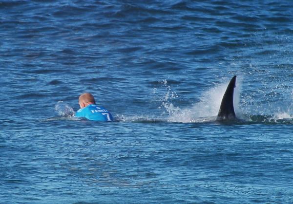shark attack