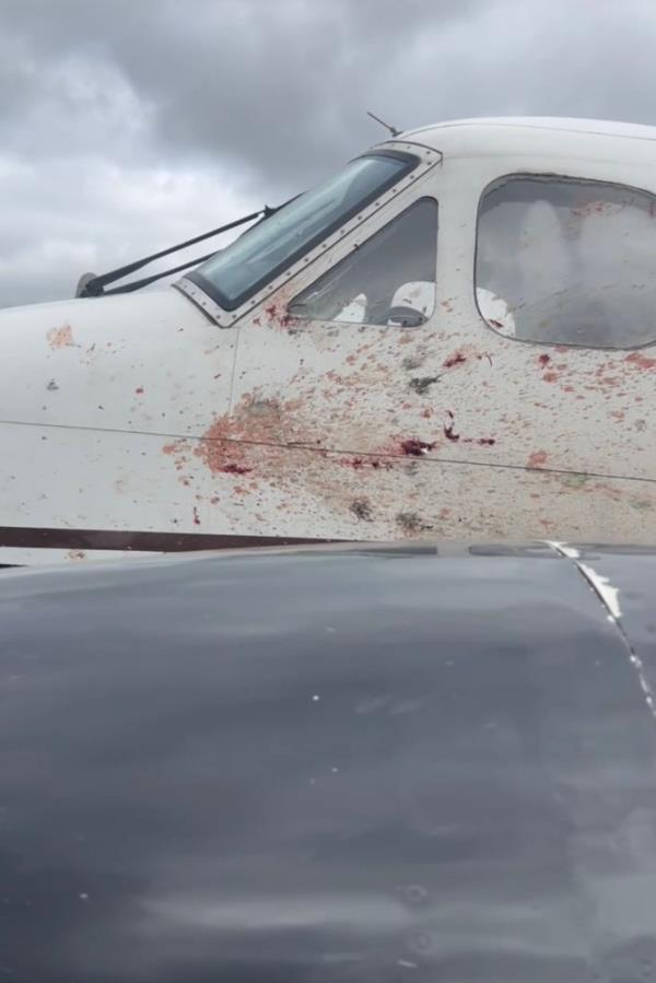A photo of the blood splattered bull of the propeller plane.