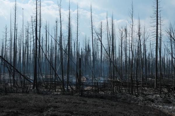 a<em></em>bout 54,054 square miles of land, roughly the size of New York state, have already burned, and government officials project the fire season could stretch into autumn due to widespread drought-like co<em></em>nditions in Canada.