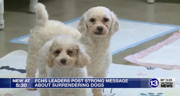 Two small white curly-haired dogs in screengrab of local news broadcast. 