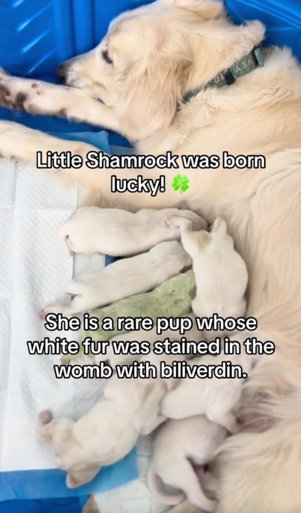 puppy