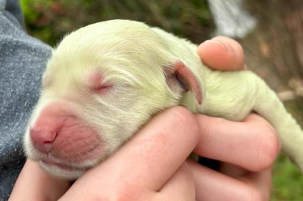 green puppy