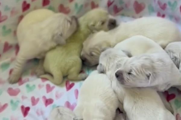 puppy