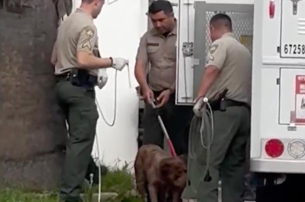 Three sheriff's deputies remove a large dog from the residence.