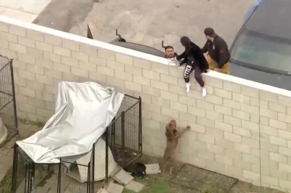A dog kennel with a white cloth draped over it against a cement brick fence with a dog jumping up against it.