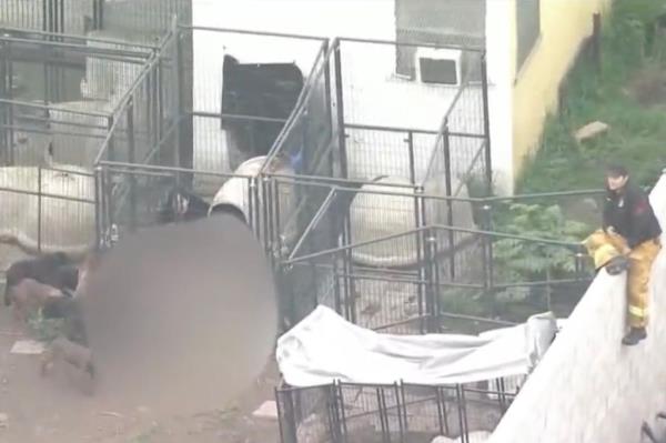 Several large dog cages in a Compton backyard.