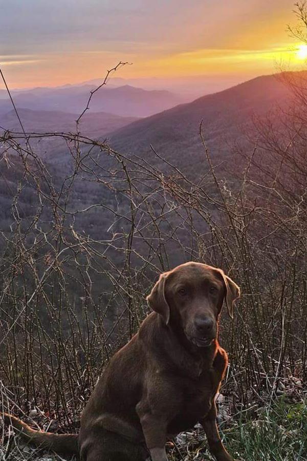 Chocolate labrador, Moss, sitting in a forest, o<em></em>nce owned by Boone McCrary who died during a rescue mission in Hurricane Helen.