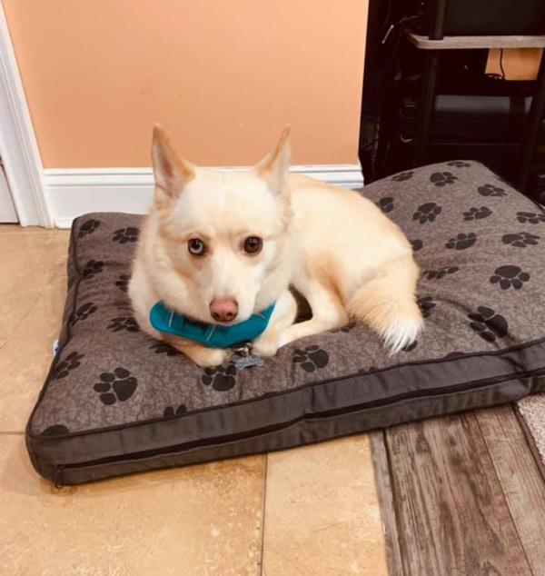 Arya, the Pomeranian and Siberian Husky mix, narrowly survived the Sunday shooting