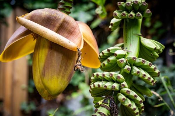 **Sent under embargo - no use before 14.00 BST July 28 2023** Ripon Ray in his garden in Hackney, Lo<em></em>ndon with his fruiting banana tree. See SWNS copy SWSYbananas: A man has been left stunned after his garden banana tree started producing fruit ? in Hackney. Ripon Ray, 42, said he?d never seen the tree produce fruit before until this summer?s heatwave hit. Since then, his banana tree has started growing the tropical fruit - in East London.