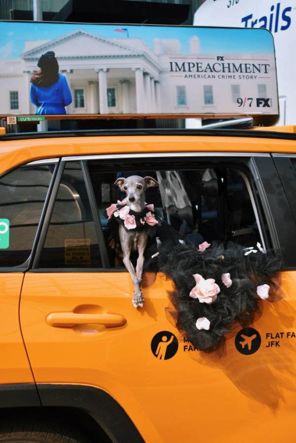 A pampered Italian Greyhound wearing designer clothes standing on a taxi.