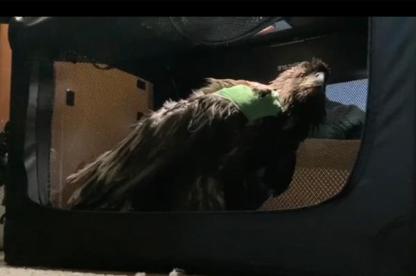 Picture of the baby bald eagle that was shot, with a green bandage on its wing.