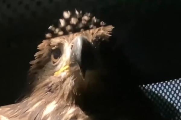 The female eagle was discovered by the game warden Mo<em></em>nday in Wyalusing, Pennsylvania, which is a<em></em>bout 50 miles northeast of Scranton