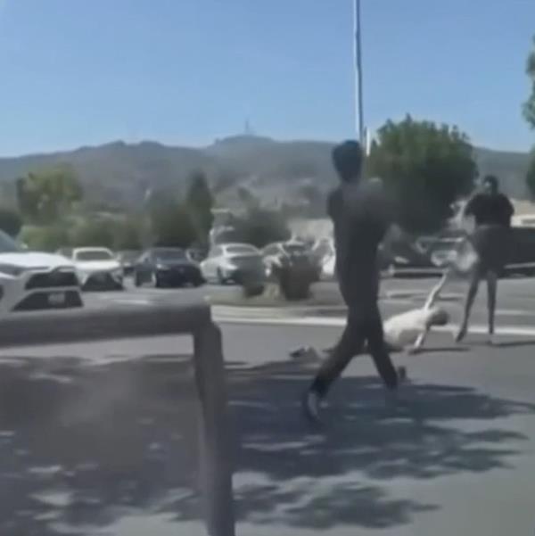 Caught-on-video California purse snatching.