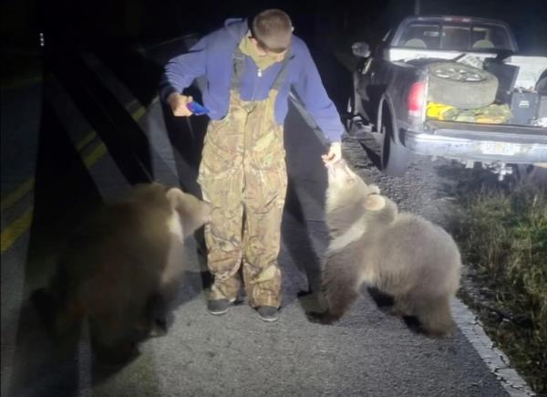Two Kodiak bear cubs standing on a highway.