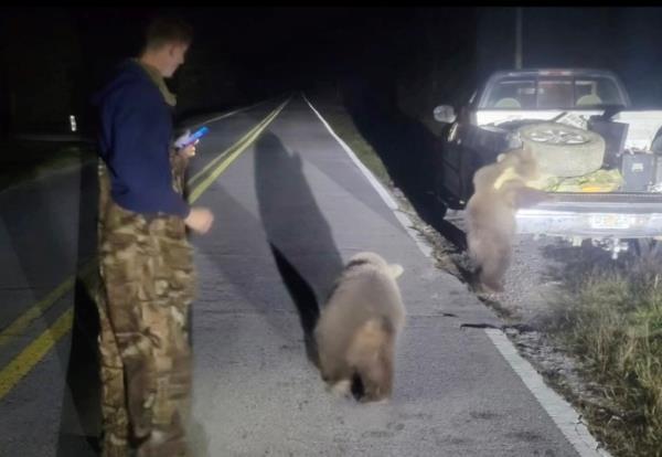 Bears on highway