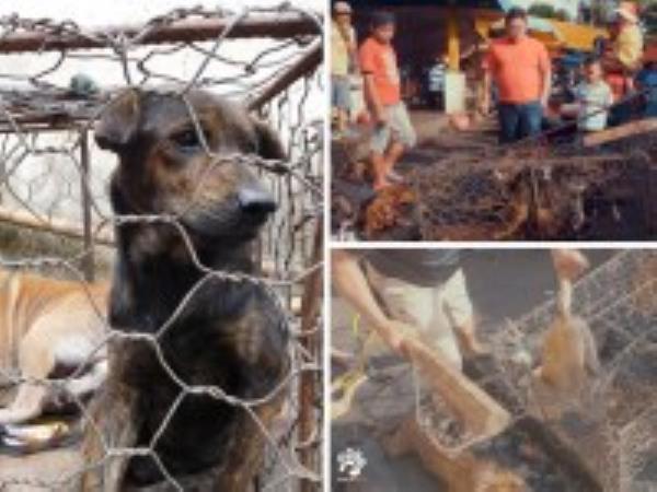 thumbnail for post ID 7258951