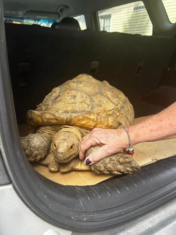 The endangered African Sulcata was noted to be very friendly with the deputies and 