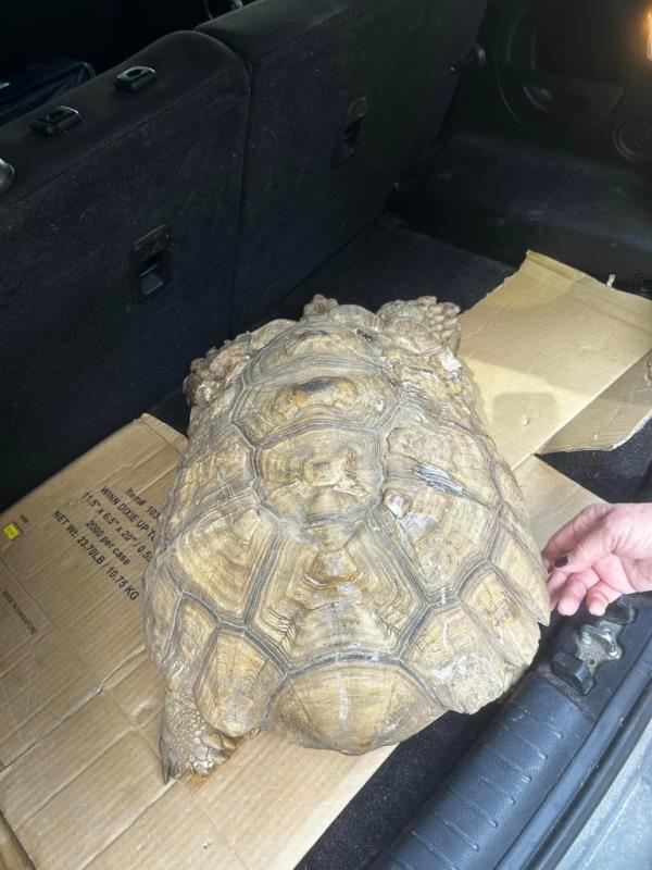 A friend of the tortoise's owner recognized the distinctive markings on the shell and informed the worried owner.