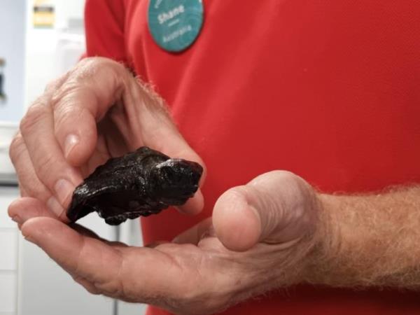 The hatchling loggerhead turtle was taken into care with the Dolphin Discovery Centre