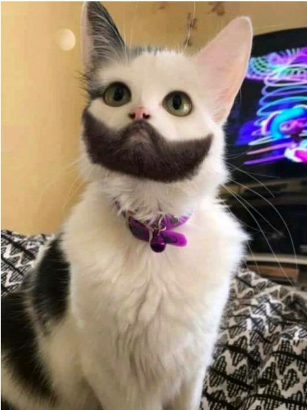 cat with beard